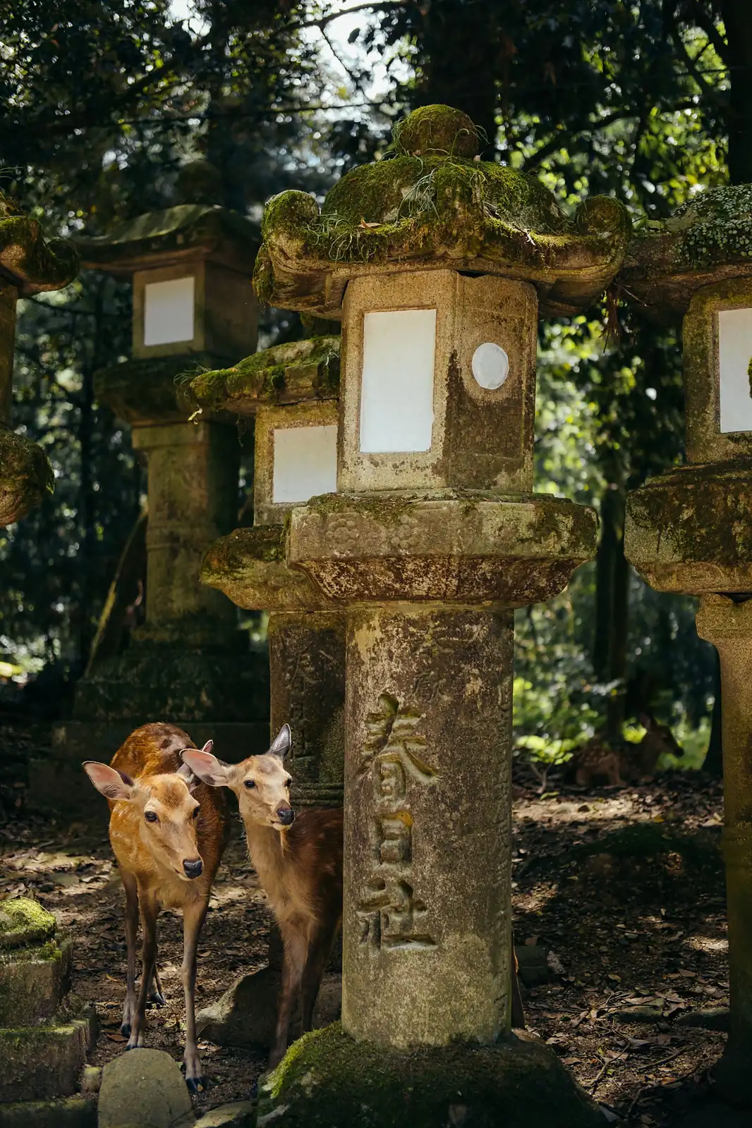 Ciervos entre faroles de piedra cubiertos de musgo, en Nara
