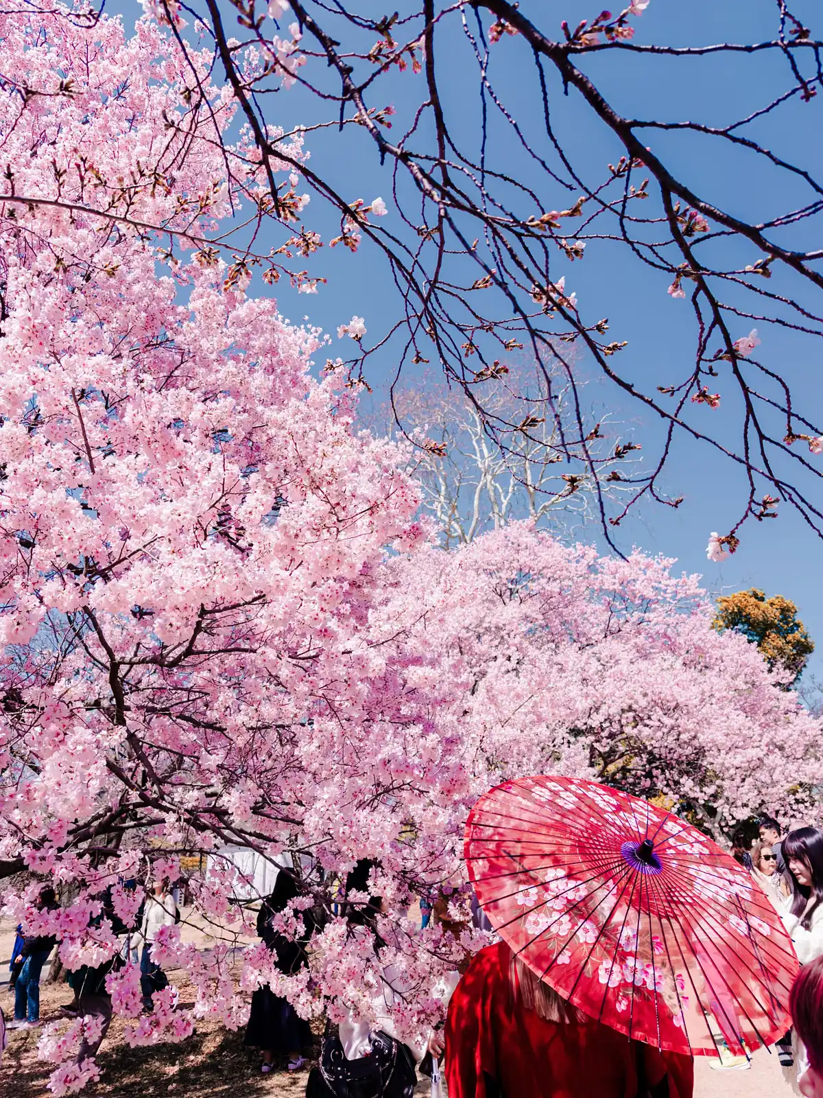 Cerezos en flor y una sombrilla roja de papel en un parque de Japón